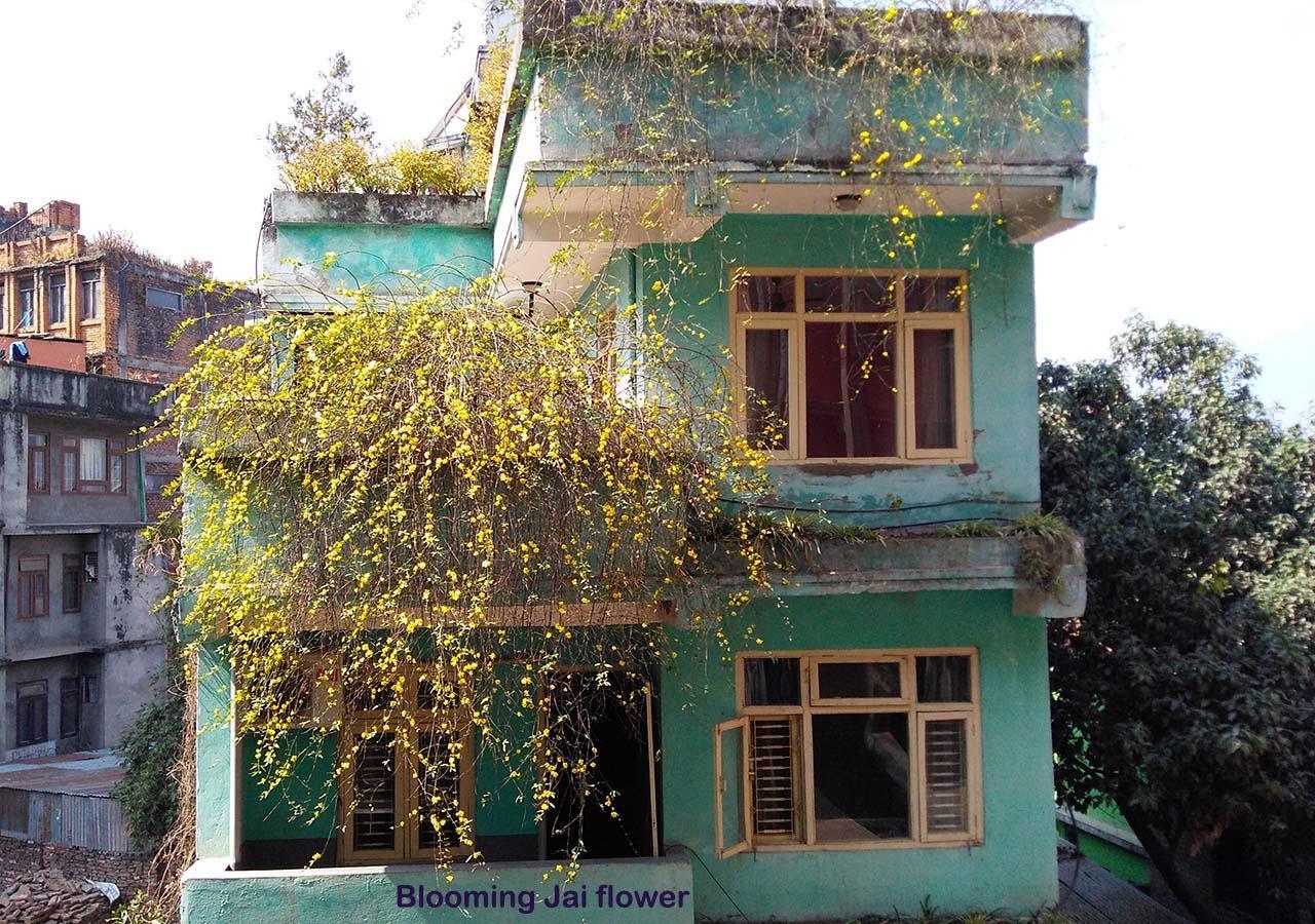 Hotel Impala Garden Kathmandu Bagian luar foto